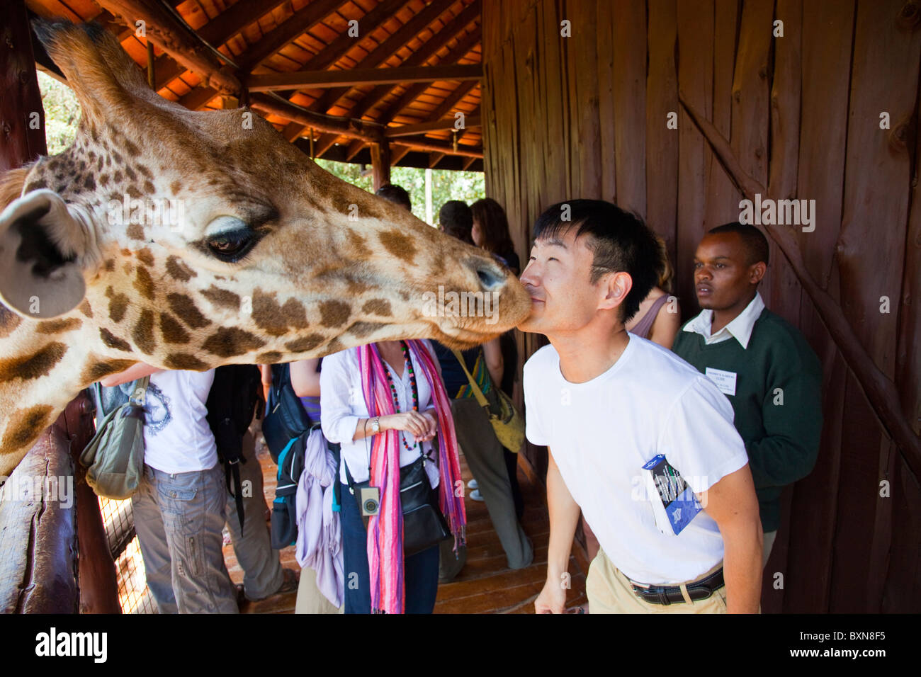 Giraffe kiss, Langata Nature Education Centre, Giraffe Centre, Nairobi, Kenya Stock Photo