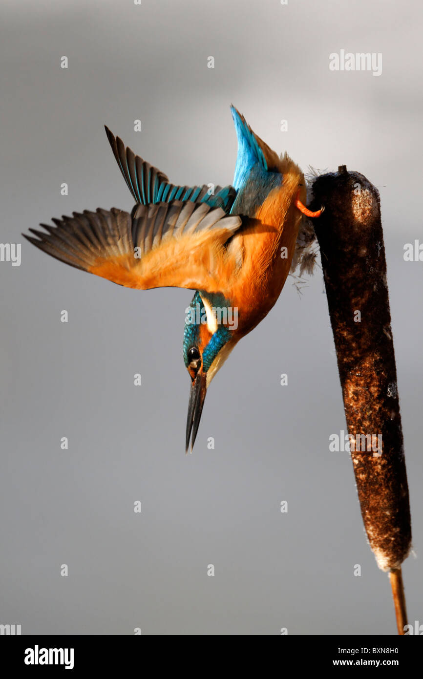 Kingfisher, Alcedo atthis, Single bird diving from reed head, Midlands, December 2010 Stock Photo