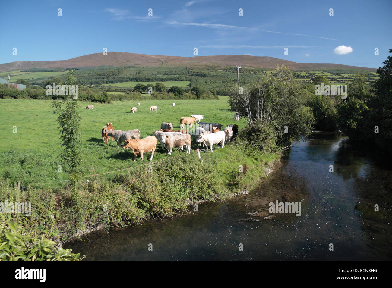 Typical countryside view of cows in a field beside a river in Co Waterfrod, Ireland, (Eire). Stock Photo