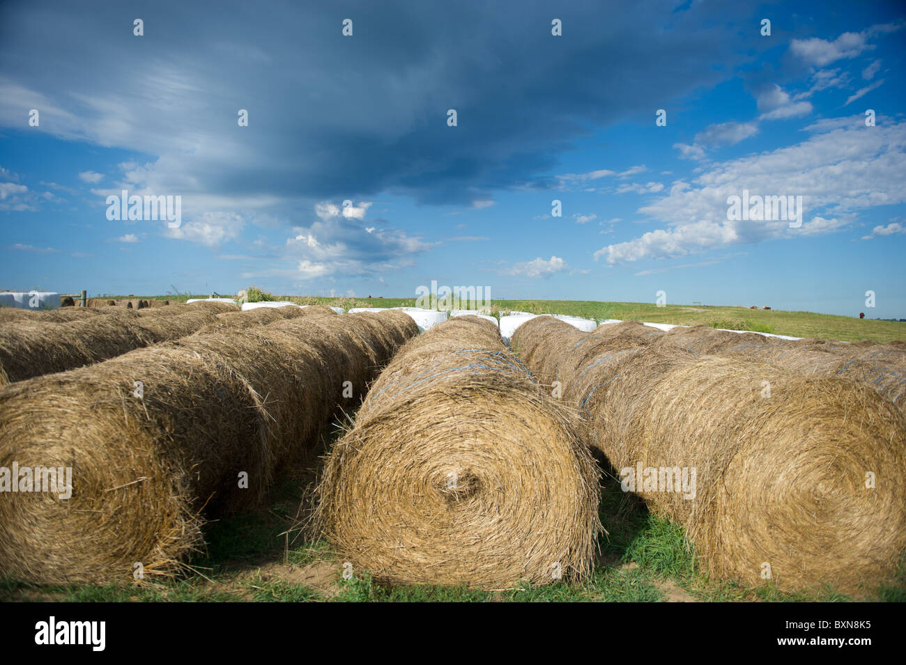 Hay bale cow hires stock photography and images Alamy