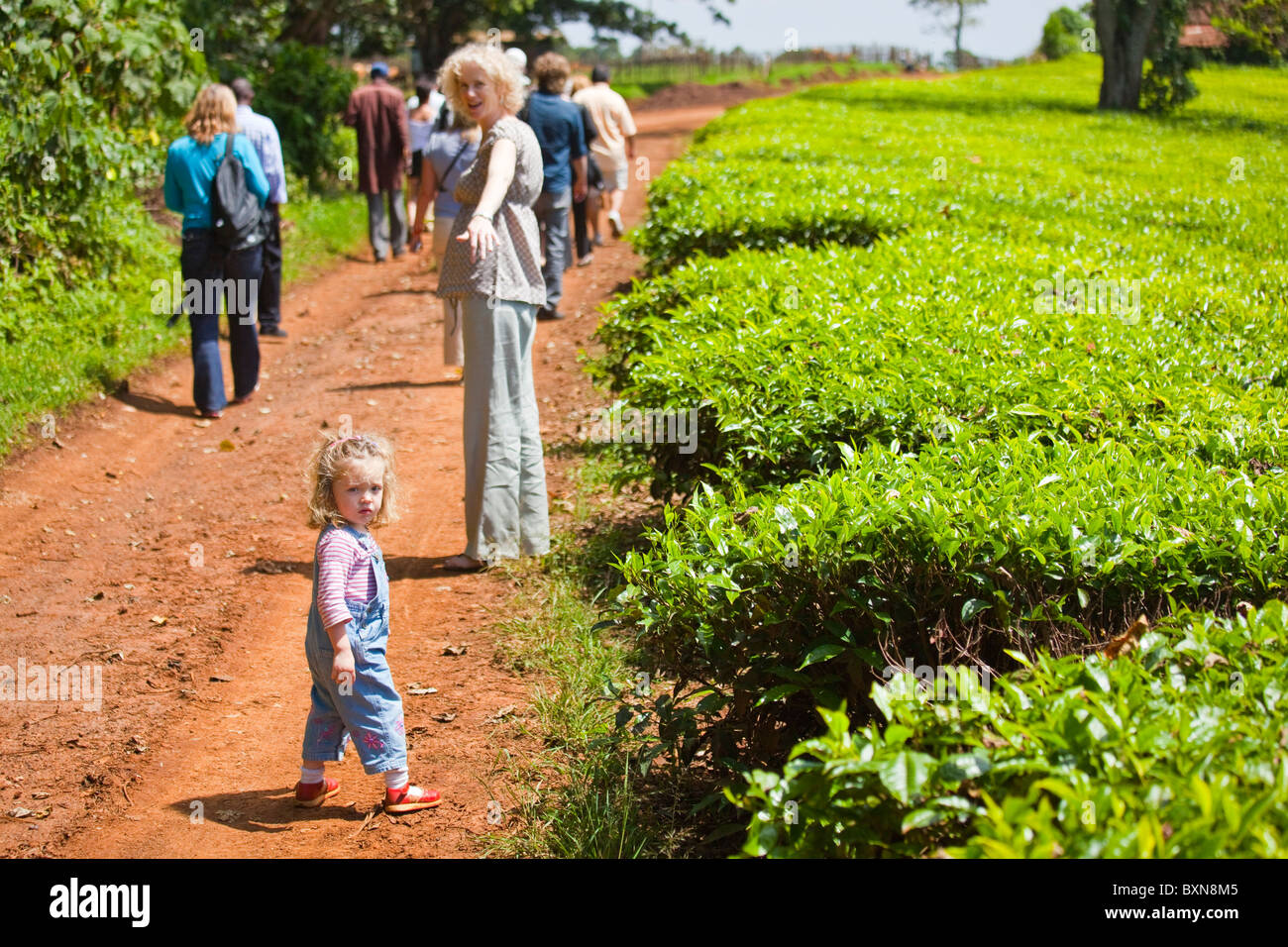 Tea plantation tour Kiambethu Tea Farm, Nairobi, Kenya Stock Photo