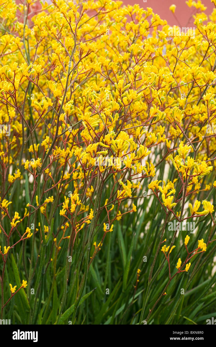 mass of yellow kangaroo paw flowers Anigozanthos pulcherrimus Stock Photo