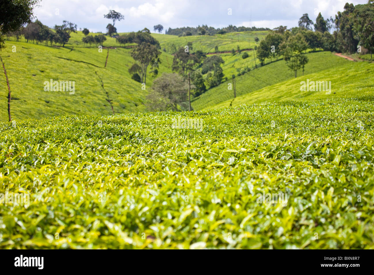 Kiambethu Tea Farm, Nairobi, Kenya Stock Photo Alamy