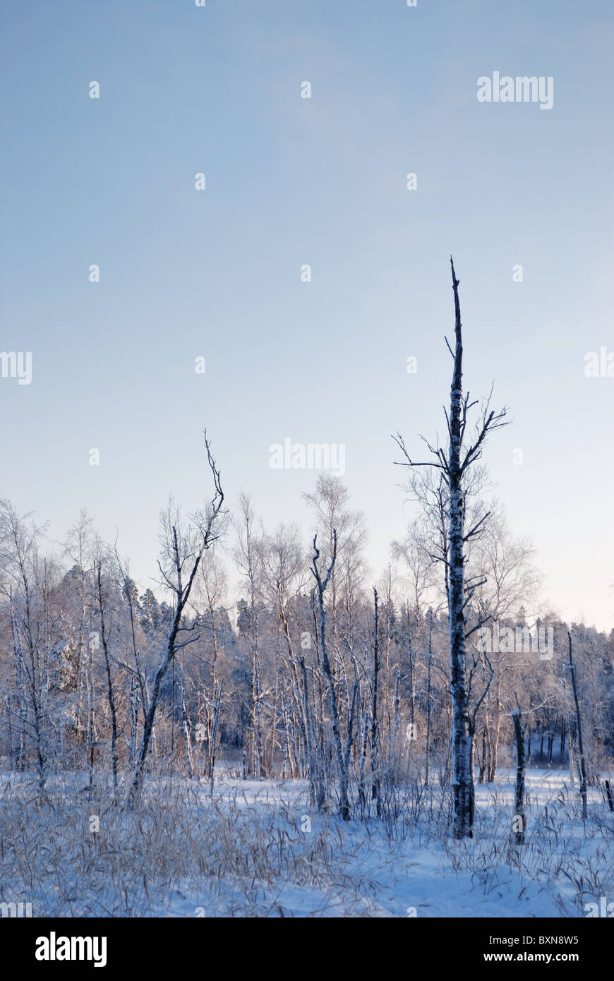 Frozen trees Stock Photo