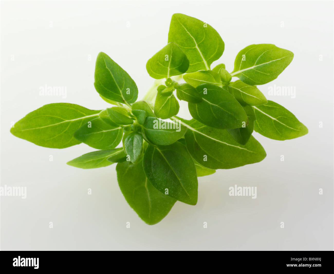Greek leaves hires stock photography and images Alamy
