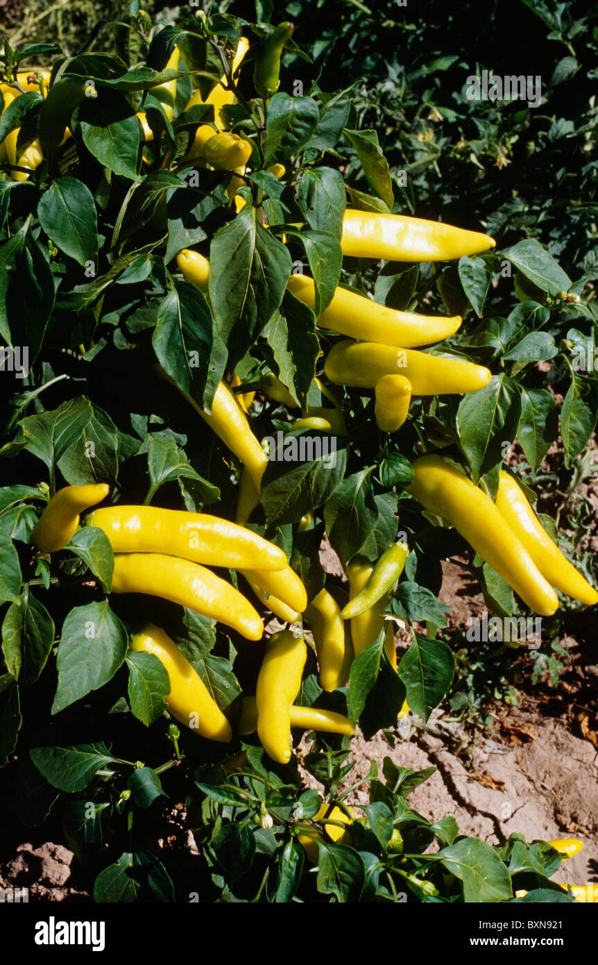 YELLOW PEPPERS ROCKY FORD EXPERIMENT STATION ROCKY FORD, CO Stock Photo