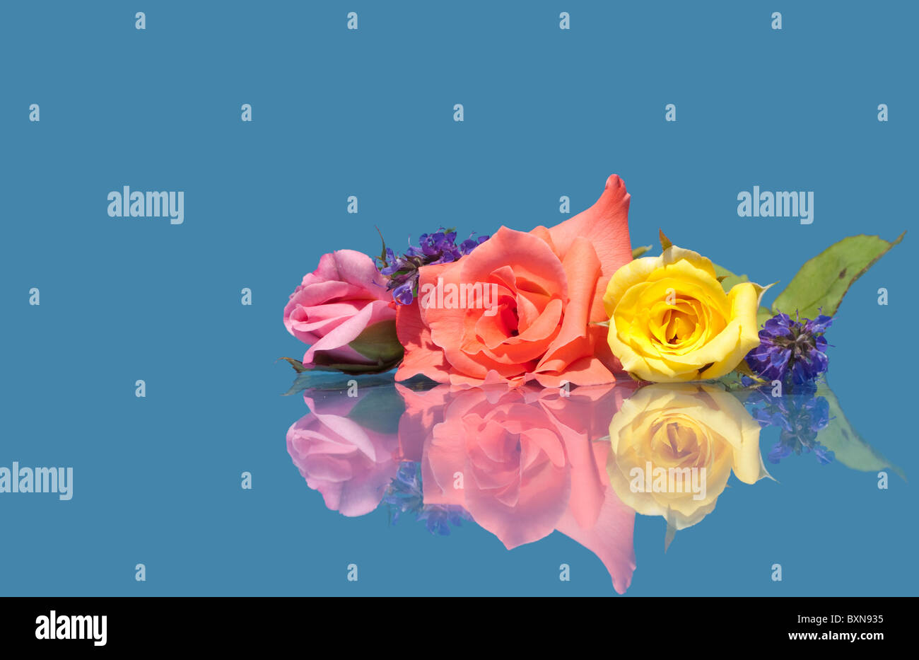 Beautiful roses of different colors against blue background with ...