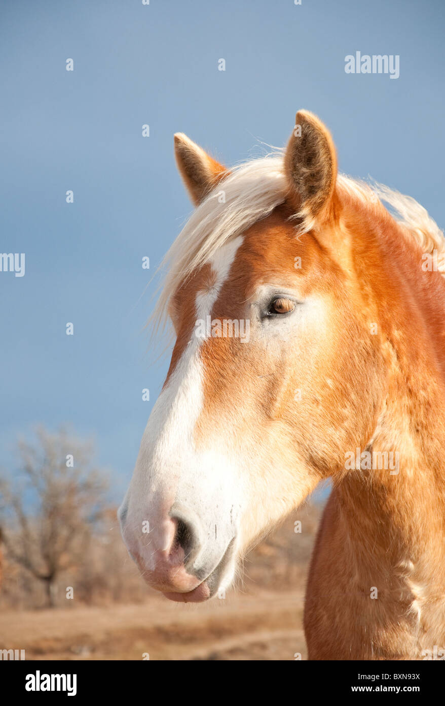 Belgian Draft horse against dark stormy skies in winter Stock Photo