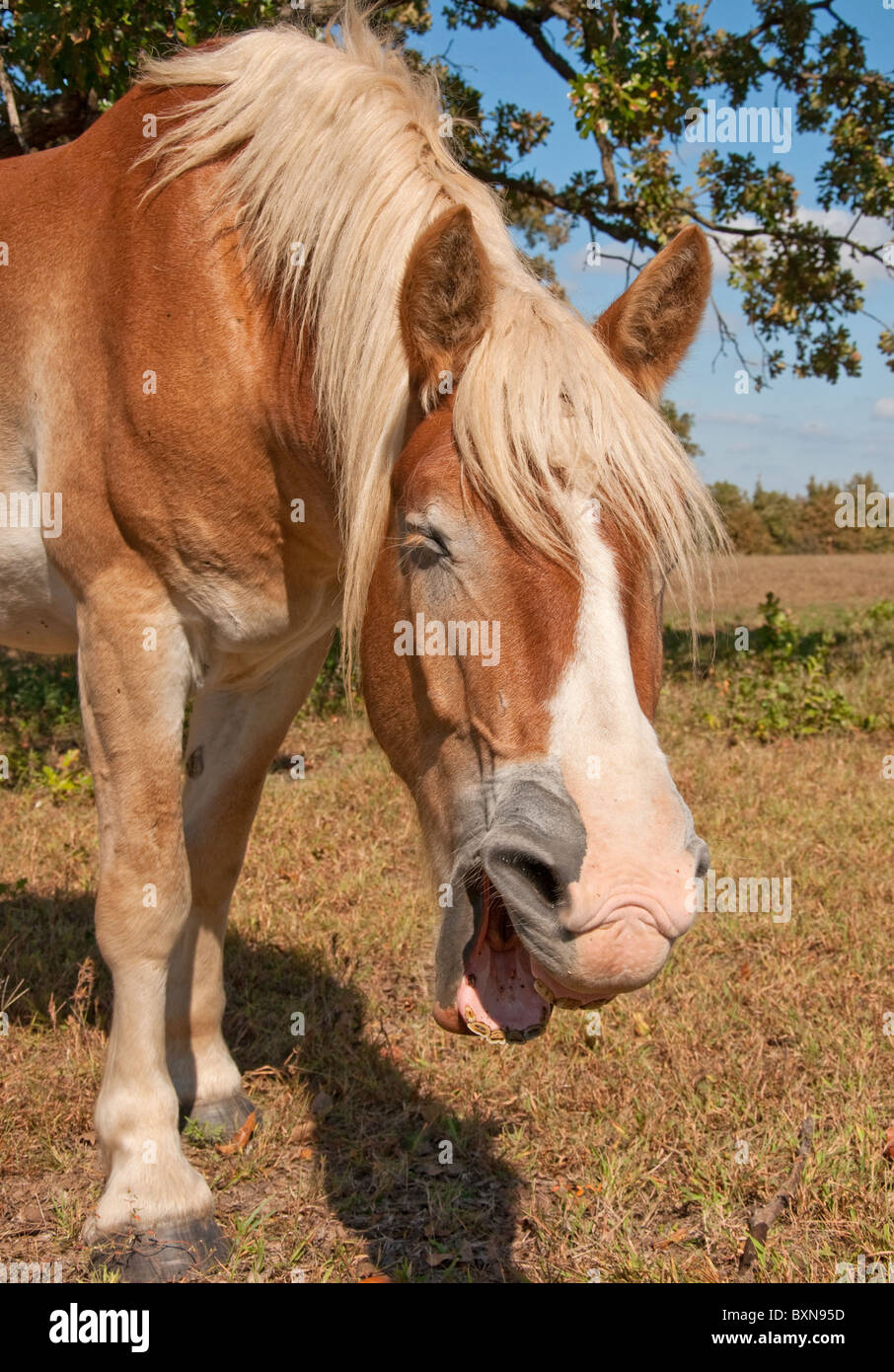 Close up image of a yawning Belgian Draft horse Stock Photo