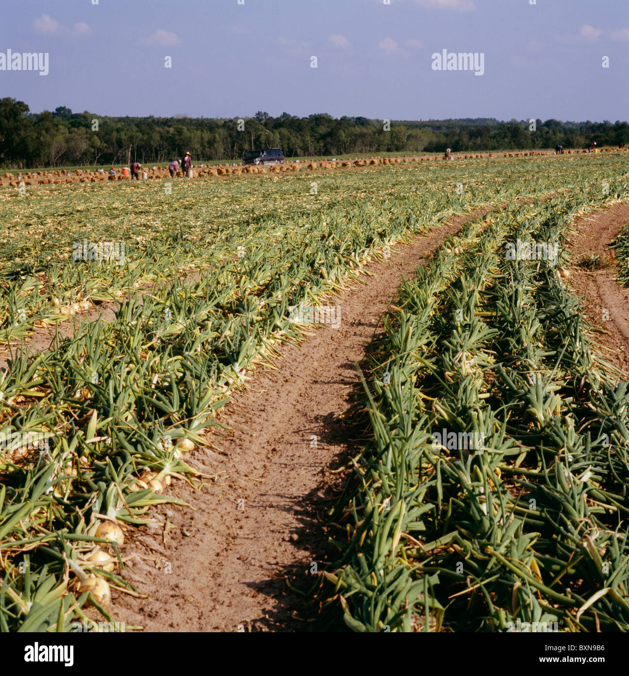 vidalia onion hires stock photography and images Alamy