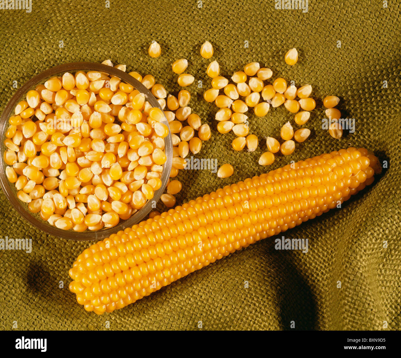 POPCORN PEARL TYPE ZEA MAYS EVERTA STUDIO Stock Photo Alamy