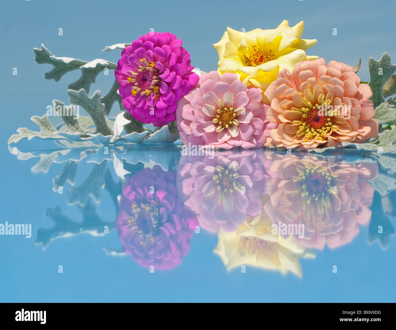 Pink Zinnias and a rose in different colors against blue sky with reflection Stock Photo