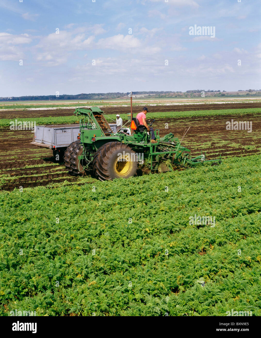 Carrots harvest field tractor hires stock photography and images Alamy