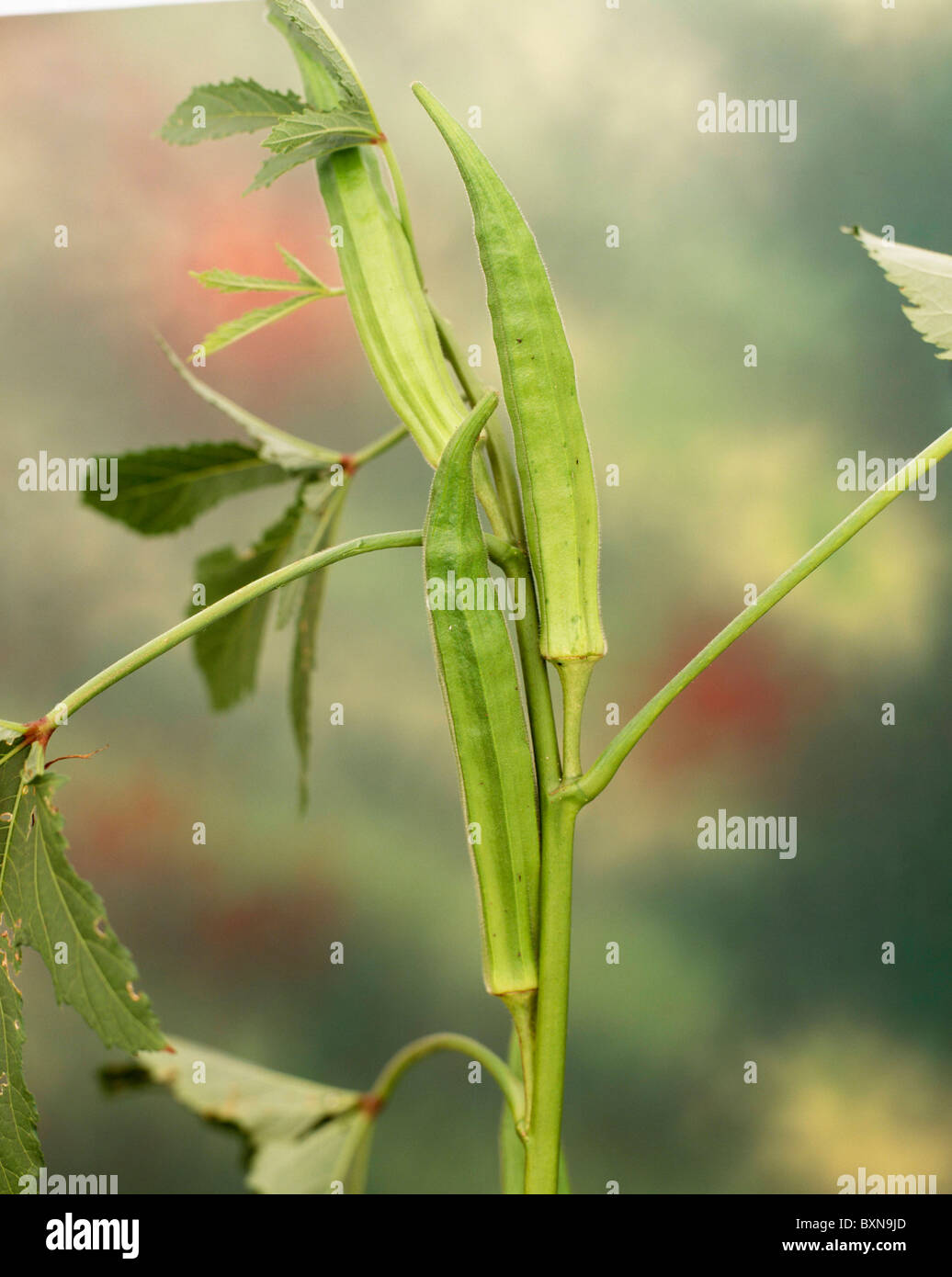 OKRA (ABELMOSCHUS ESULENTUS) 'CLEMSON SPINELESS 80' STUDIO GARDEN Stock