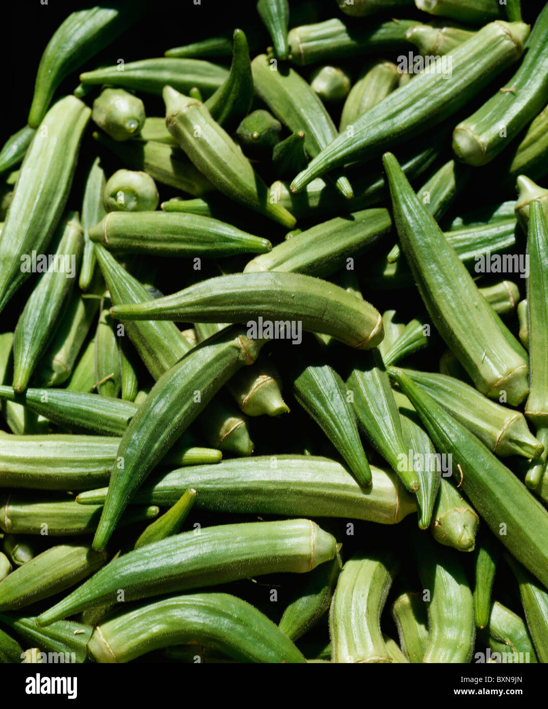 OKRA / CALIFORNIA Stock Photo Alamy