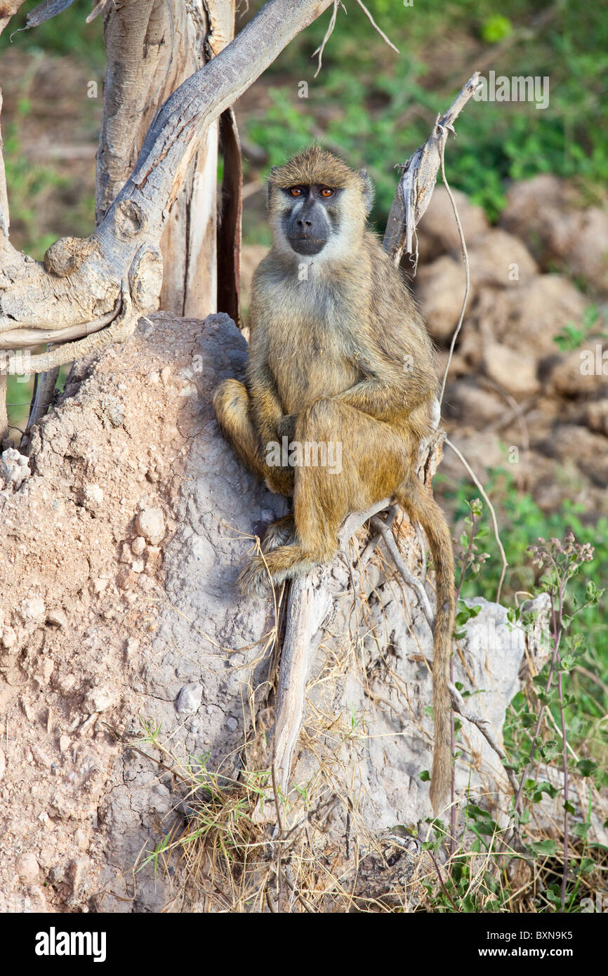 Olive or Anubis Baboon, Amboseli National Park, Kenya Stock Photo