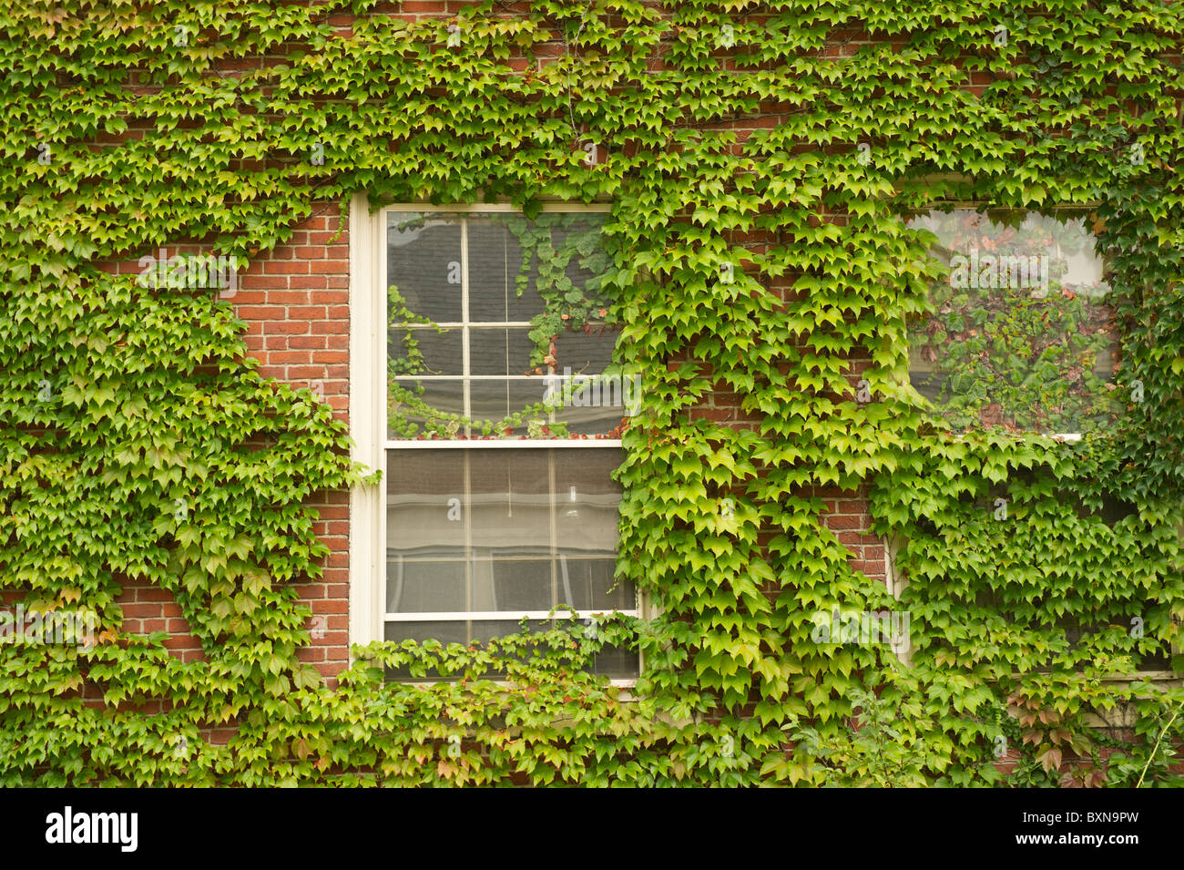 Window covered in ivy Stock Photo