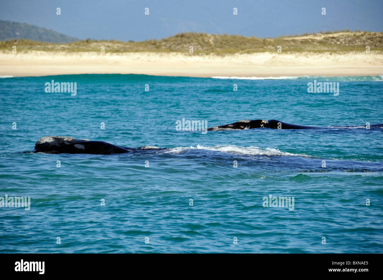 Blue whale calf and mother hi-res stock photography and images - Alamy