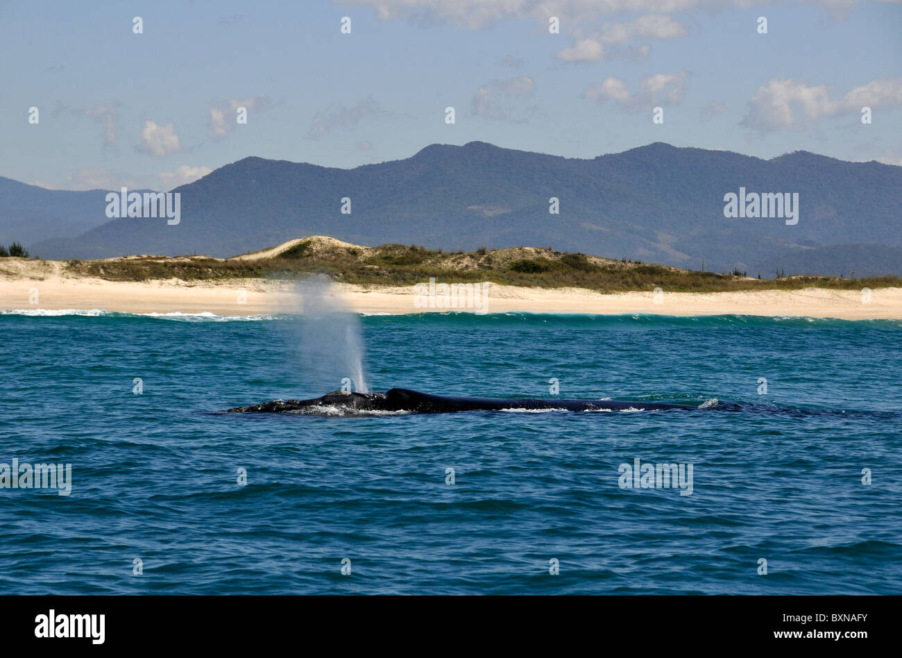 Southern right whale, Eubalaena australis, spouting near beach, Imbituba, Santa Catarina, Brazil, South Atlantic Stock Photo