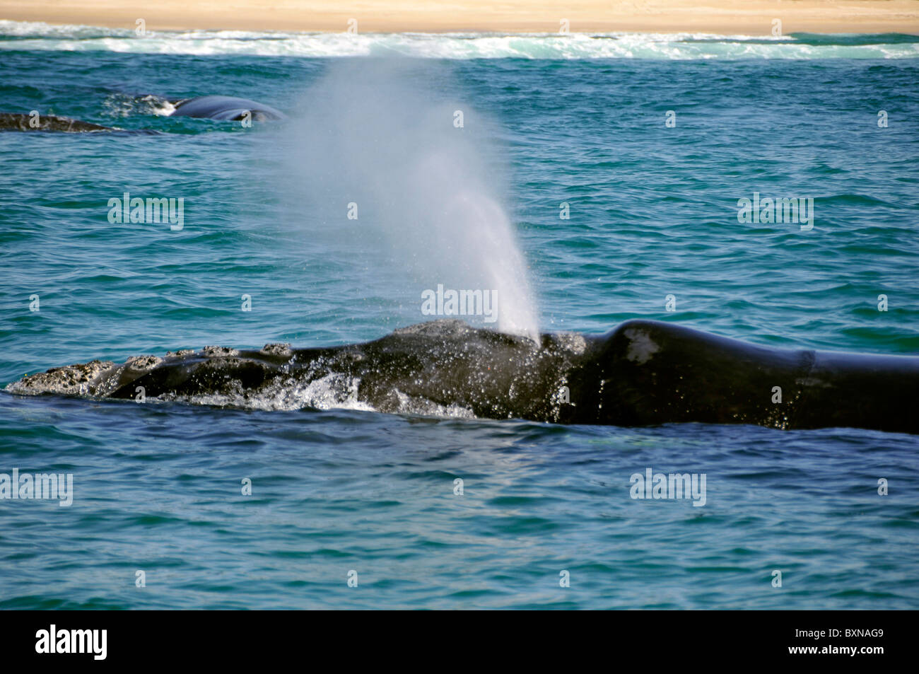 Southern right whale, Eubalaena australis, spouting near beach, Imbituba, Santa Catarina, Brazil, South Atlantic Stock Photo
