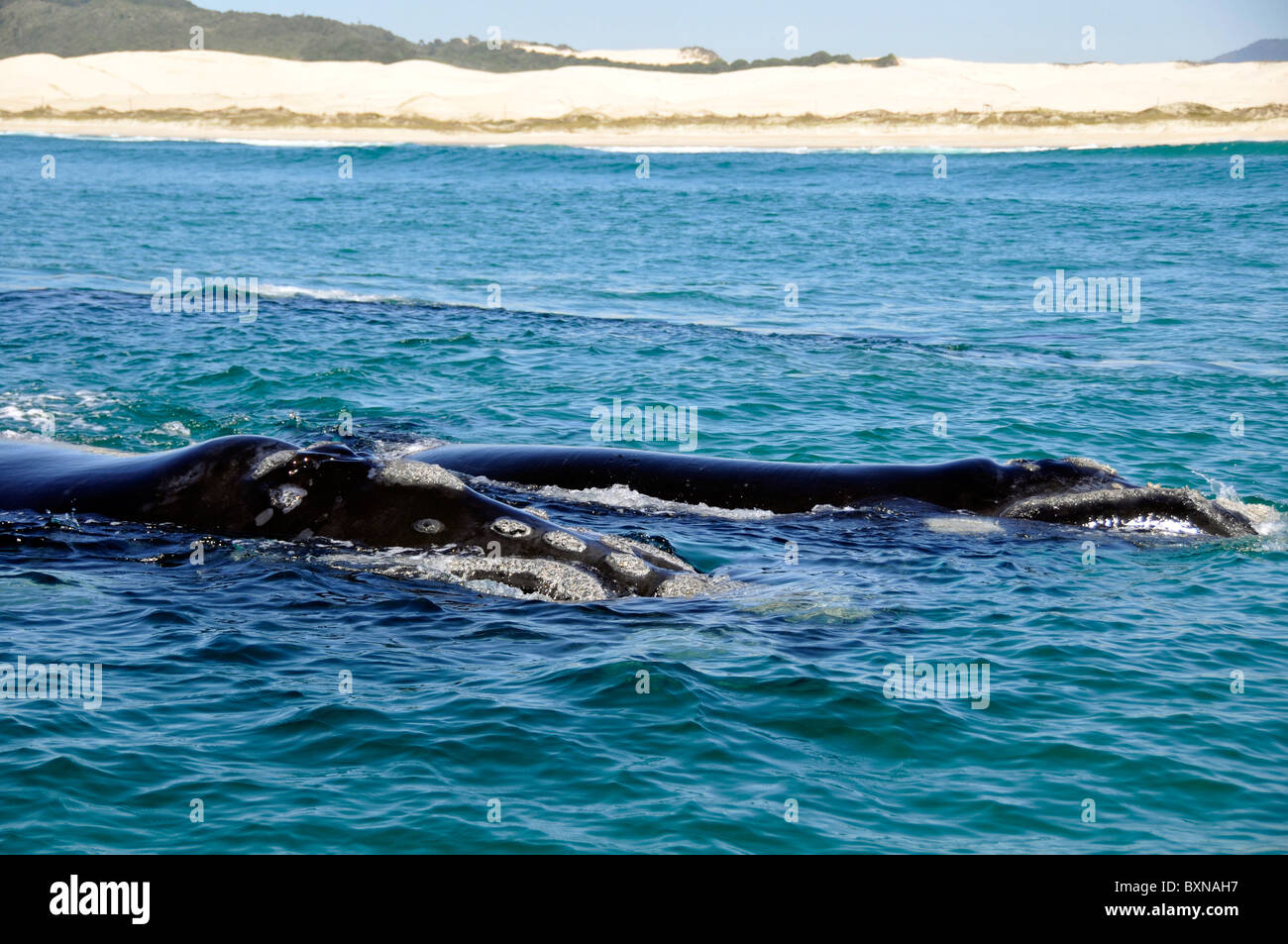 Southern right whales hi-res stock photography and images - Alamy
