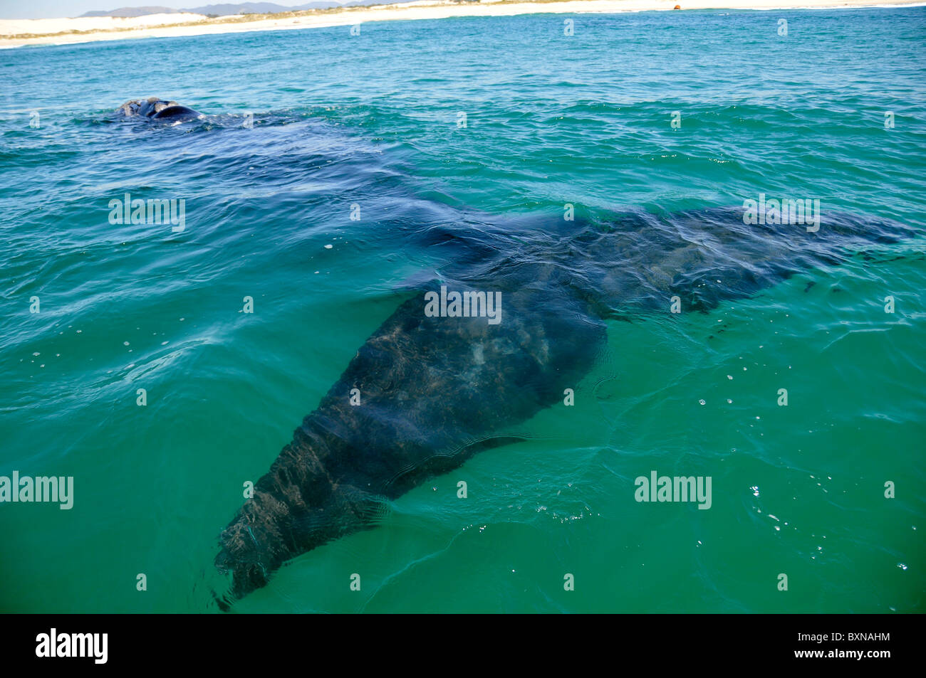 Southern right whale, Eubalaena australis, underwater near beach, Imbituba, Santa Catarina, Brazil, South Atlantic Stock Photo