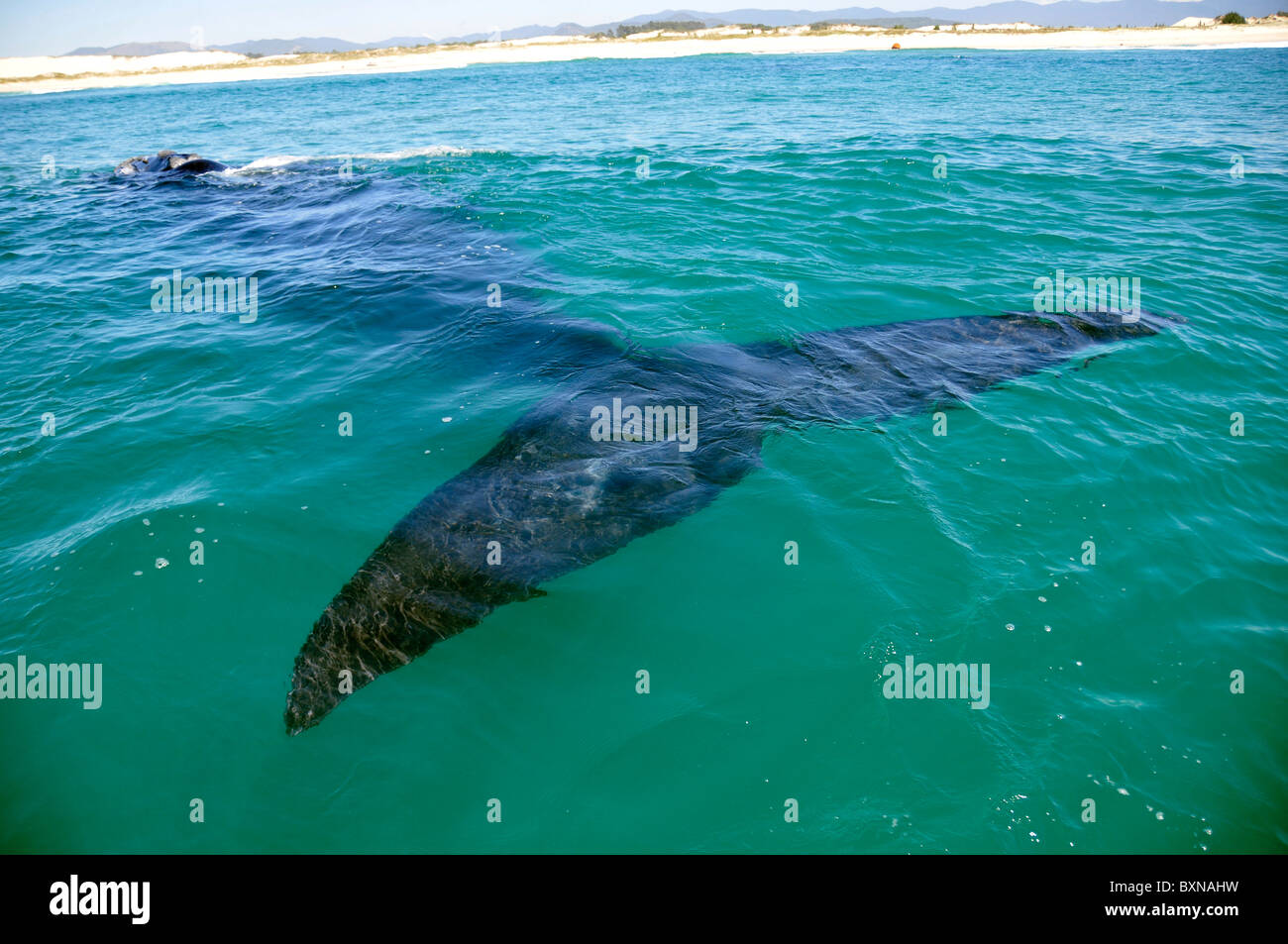 Tail of southern right whale hi-res stock photography and images - Alamy