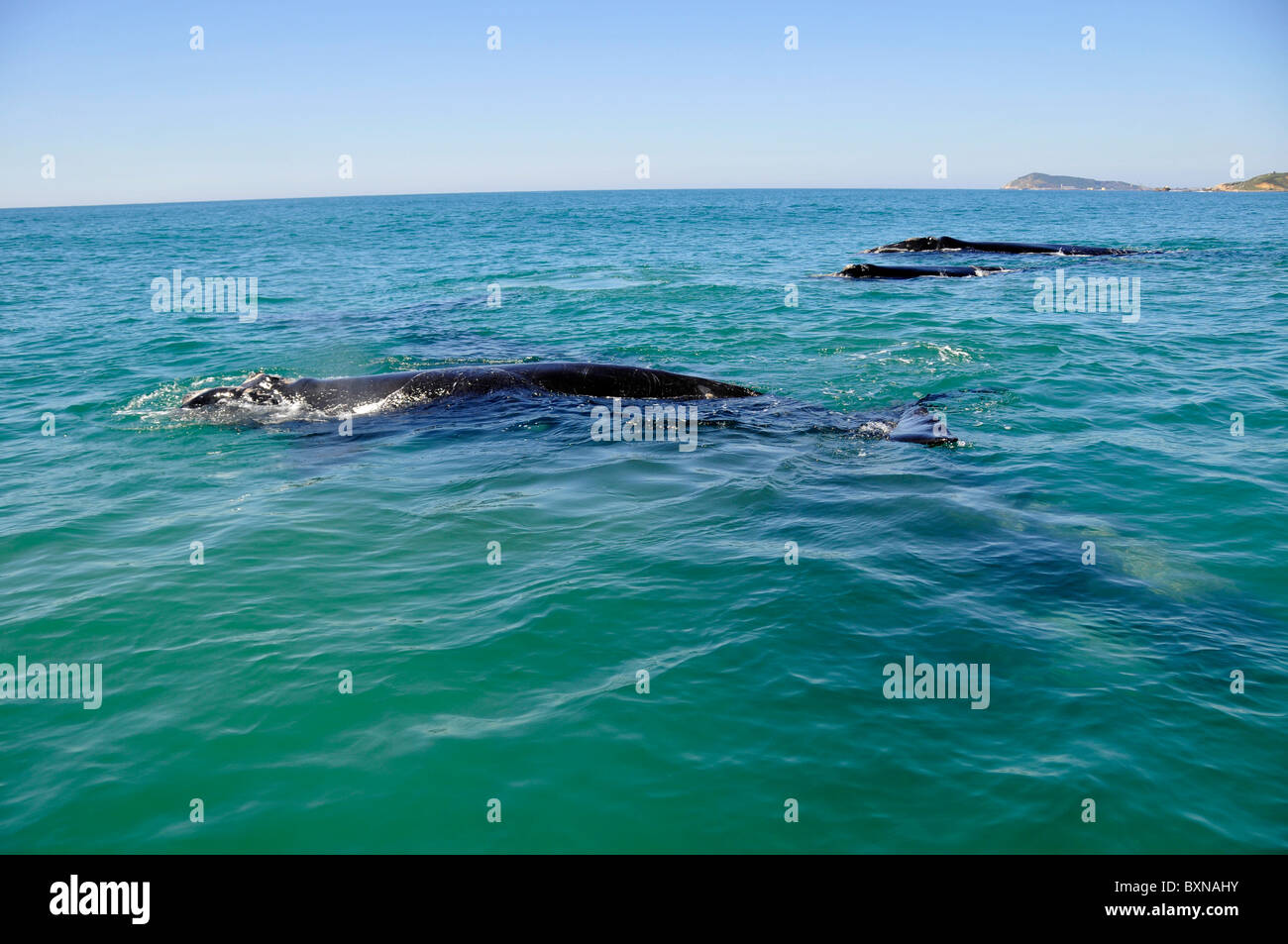 Southern right whales hi-res stock photography and images - Alamy