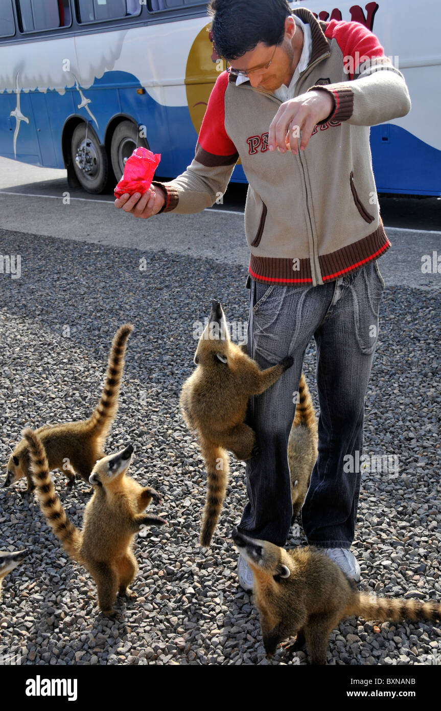 Wild coatis, Nasua nasua, jump onto tourists after food, Santa Catarina, Brazil Stock Photo