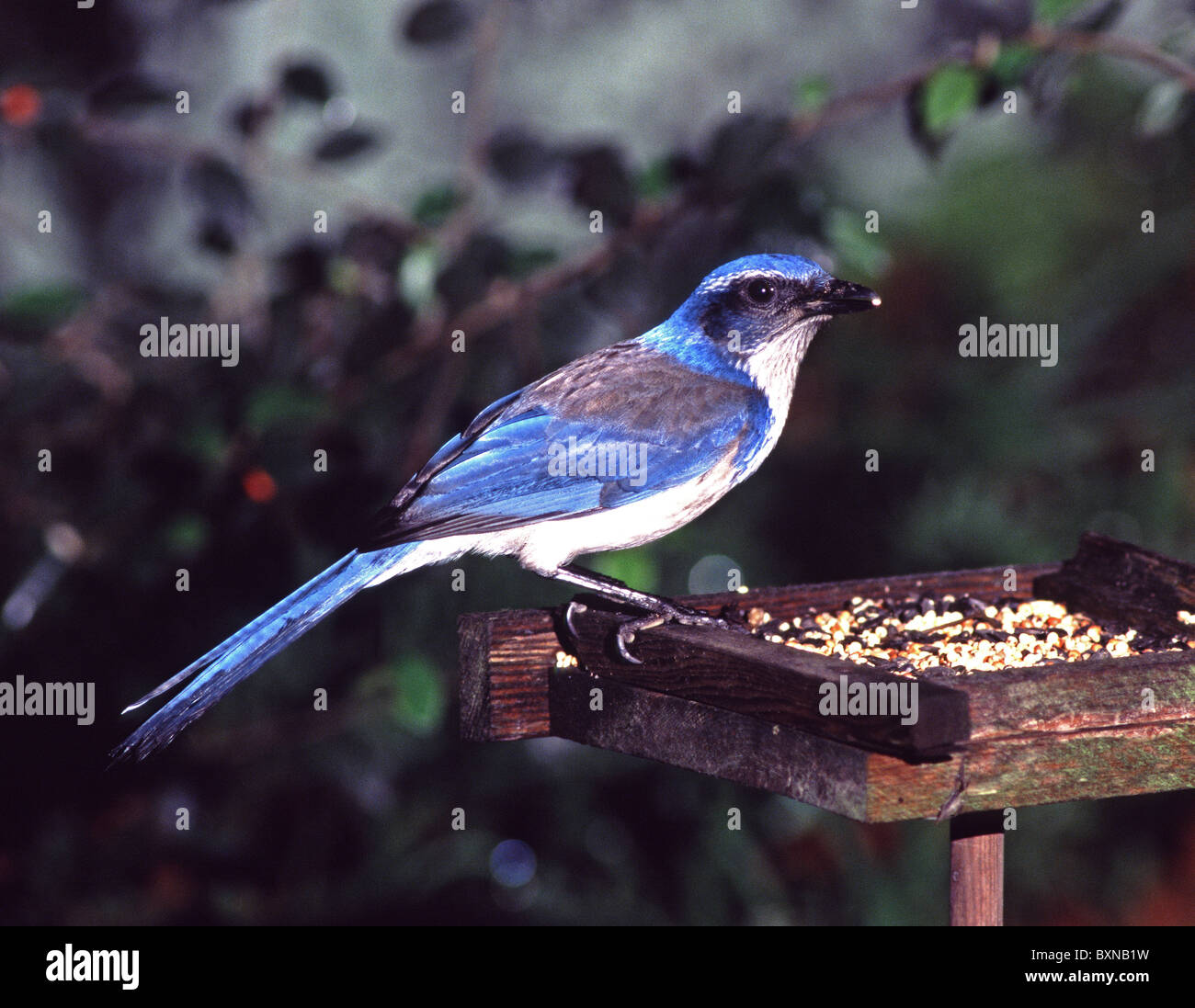 Scrub Jay Aphelocoma Coerulescens On Backyard Bird Feeder San