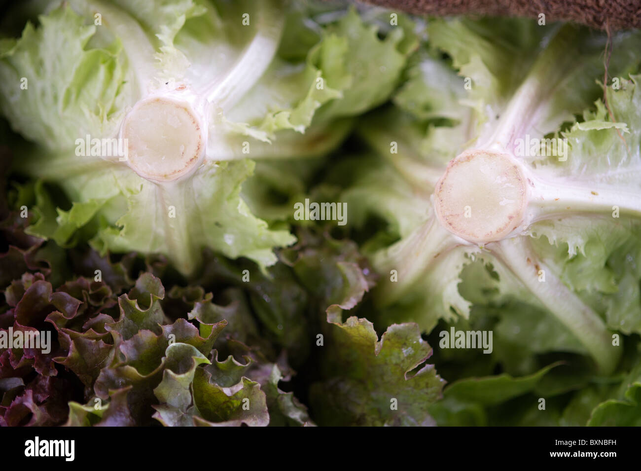 Leafy green lettuce hires stock photography and images Alamy