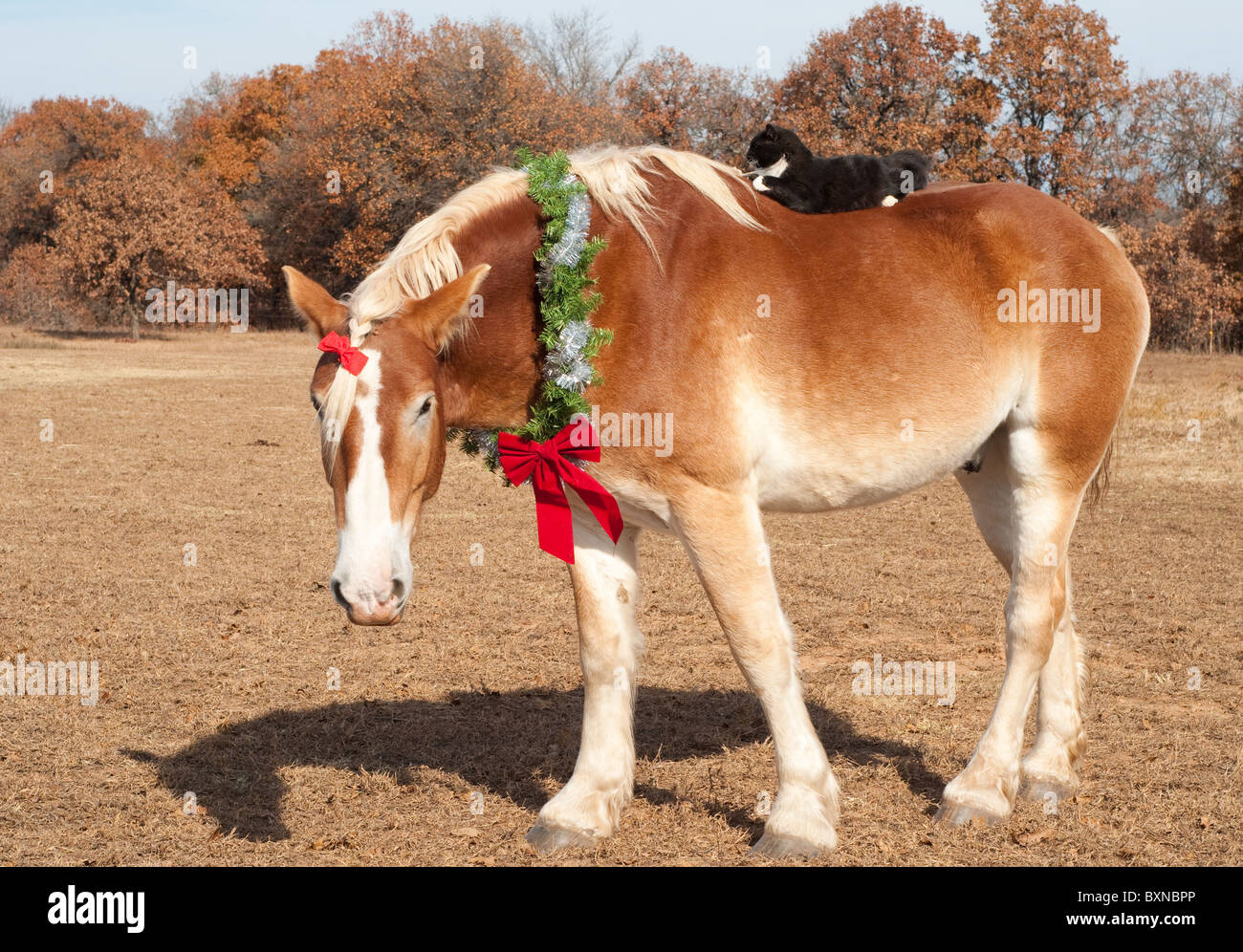 Cute image of a huge Belgian Draft horse wearing a Christmas wreath and a bow in his forelock, his little kitty cat friend ridin Stock Photo