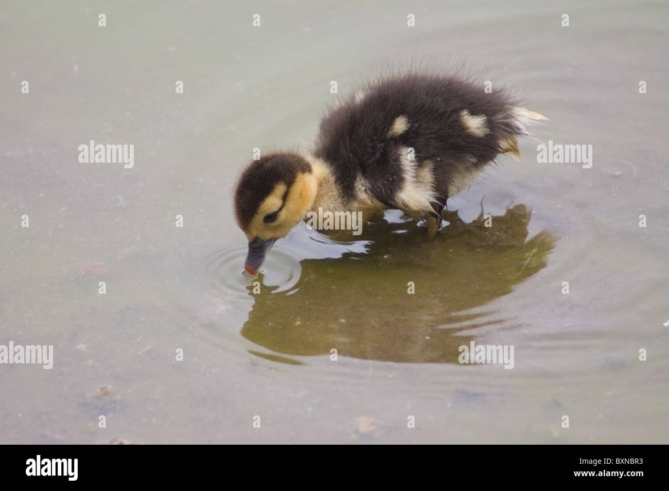 Largemouth Bass Eating Ducklings