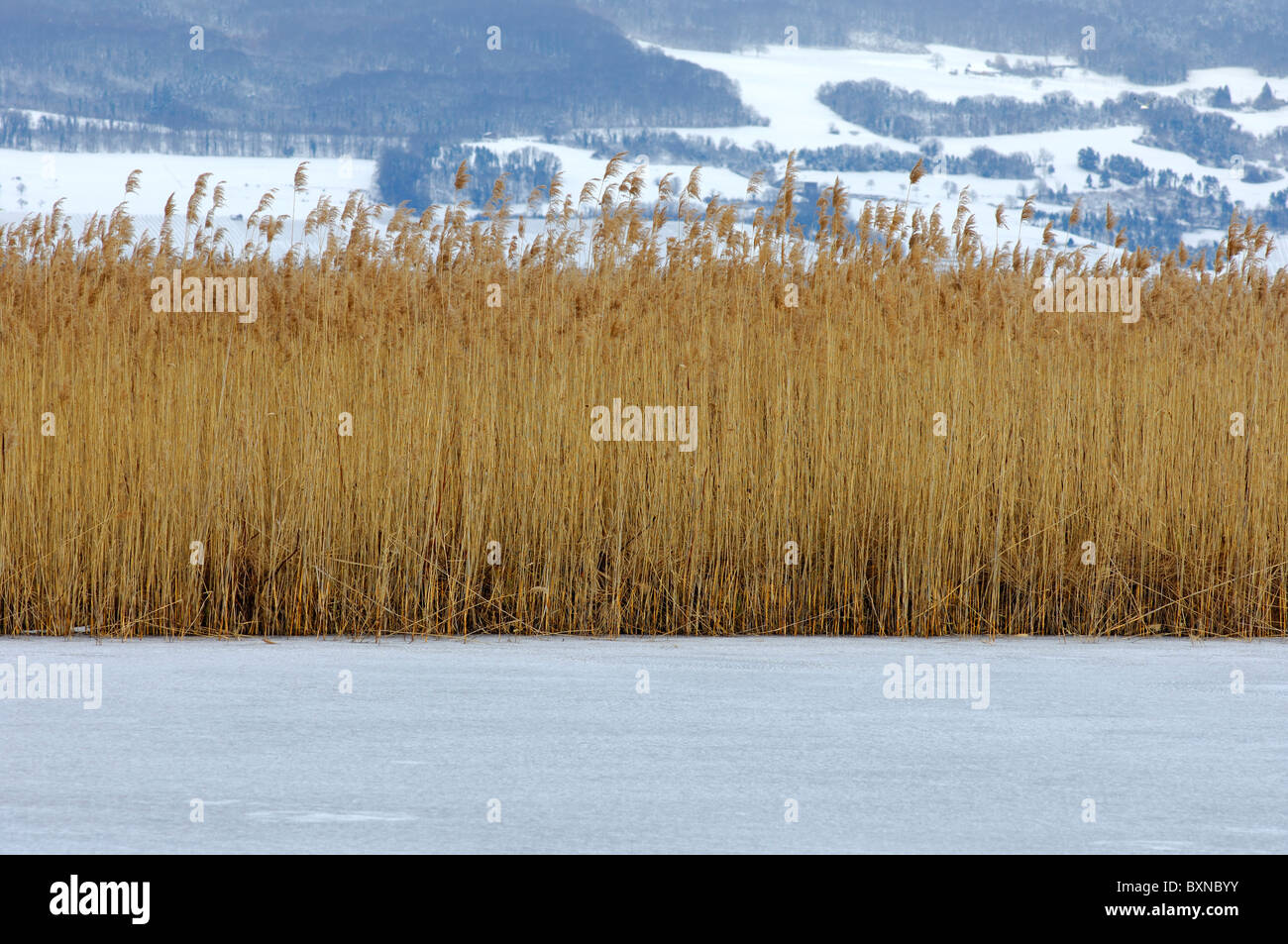 Reed belt in the frozen littoral zone of the winterly Lake of Neuchâtel near Yverdon-les-Bains, canton of Vaud, Switzerland Stock Photo