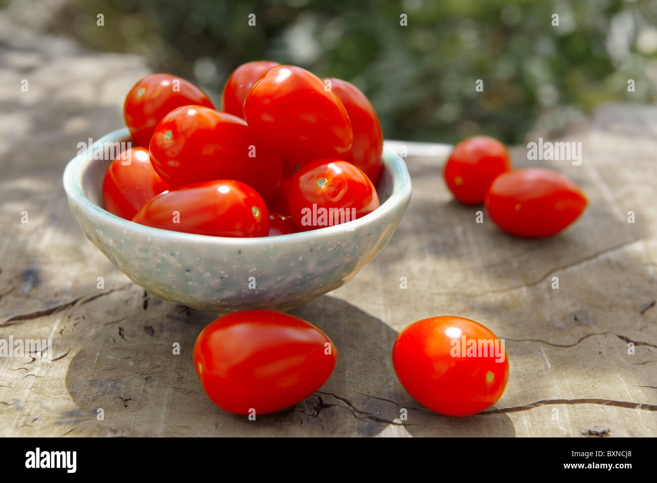 Fresh picked plum tomatoes Stock Photo