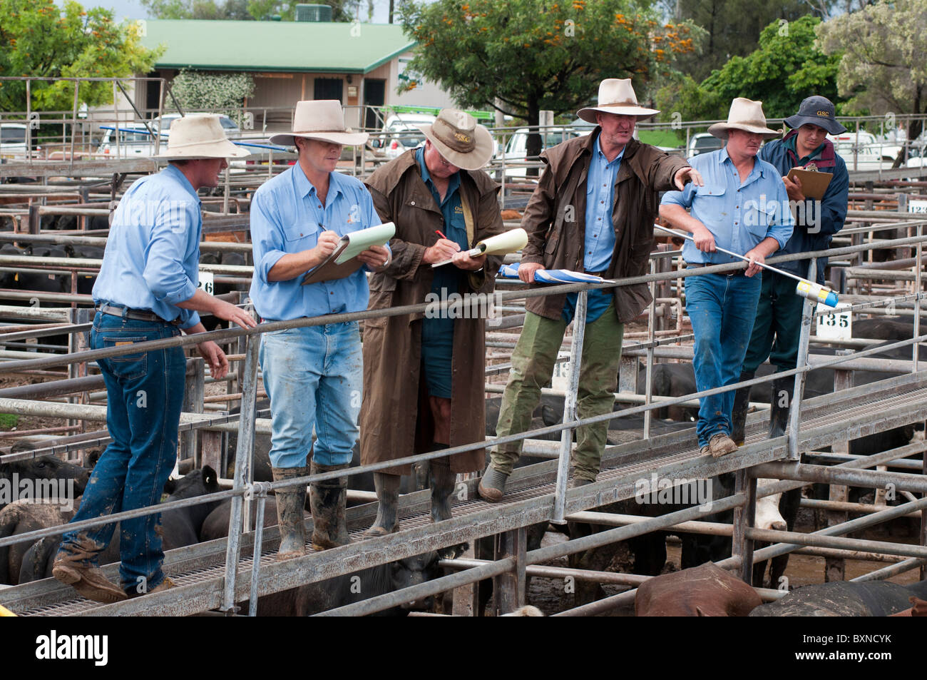 Auctioneer at work at the weekly cattle sales in the stock yards at