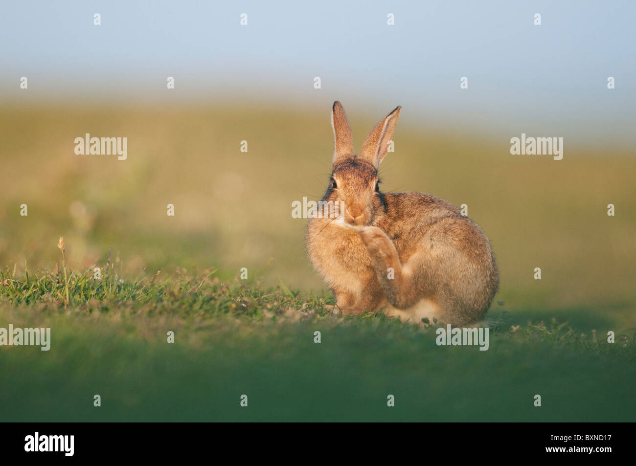 European Rabbit (Oryctolagus cuniculus). Young grooming in evening sunlight, North Kent Marshes, Kent, England. Stock Photo