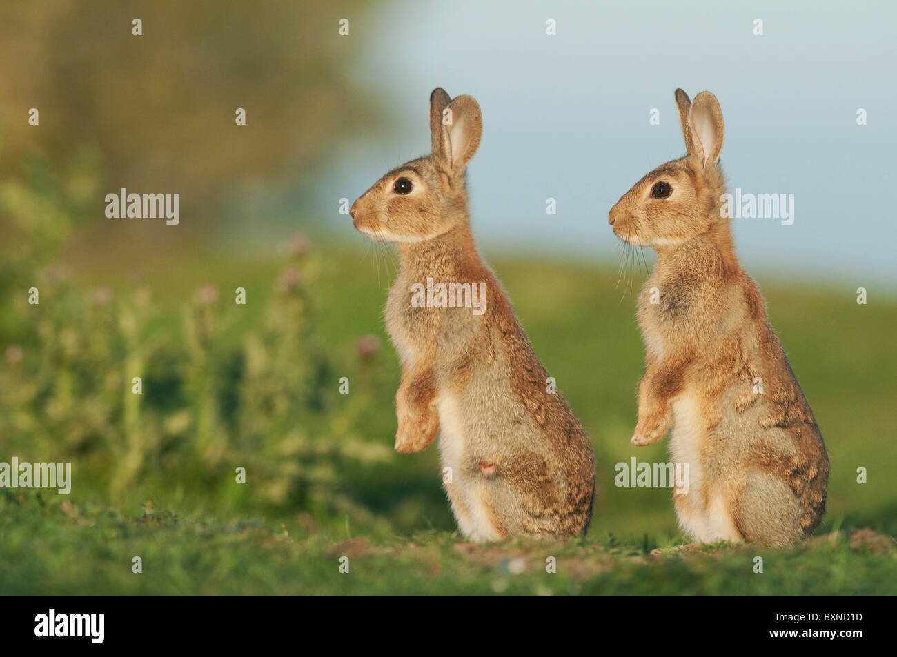 European Rabbit (Oryctolagus cuniculus). Two young alert in evening sunlight, North Kent Marshes, Kent, England. Stock Photo