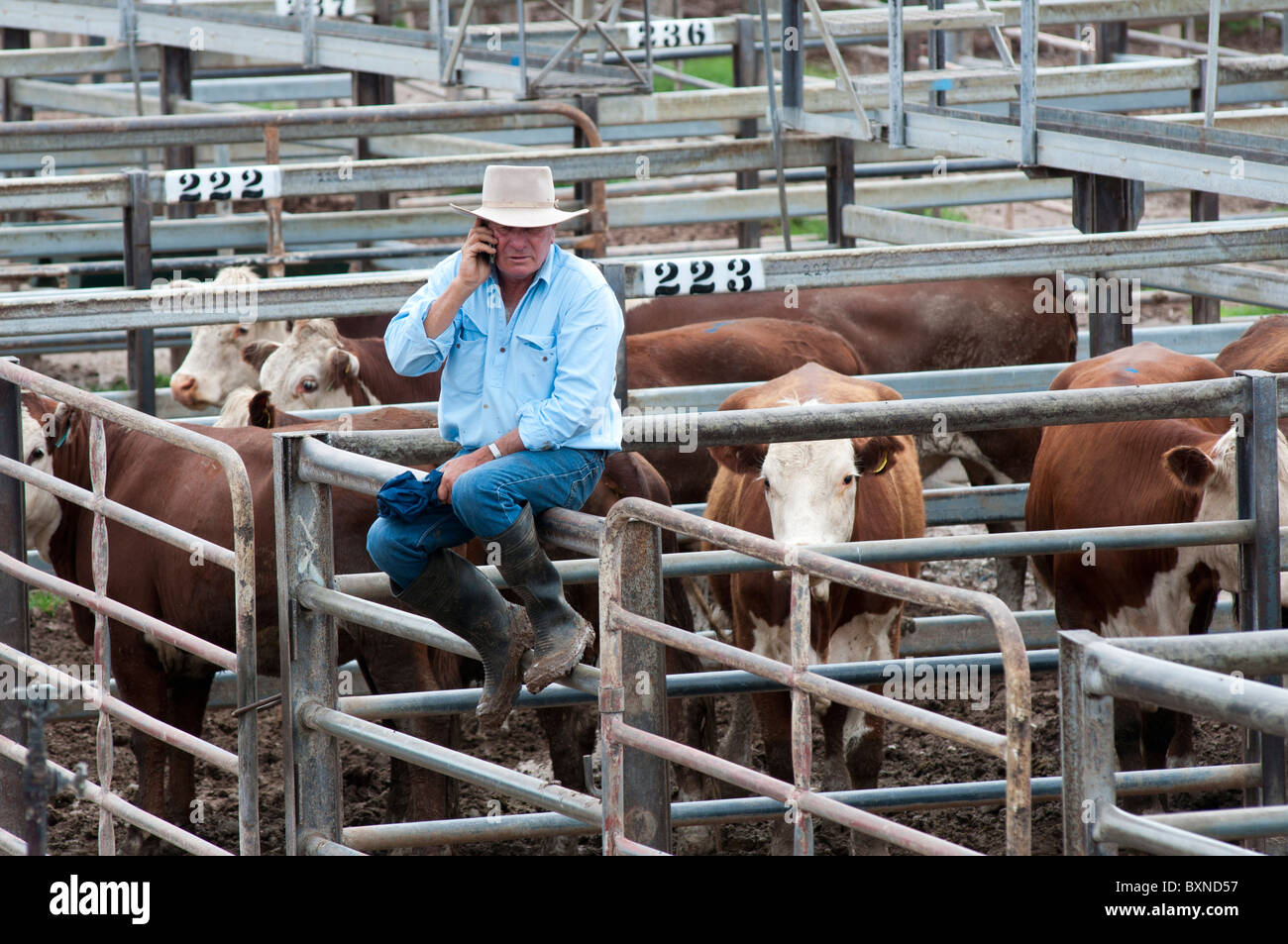 Cattle buyer using a mobile phone at the weekly sales in the stock