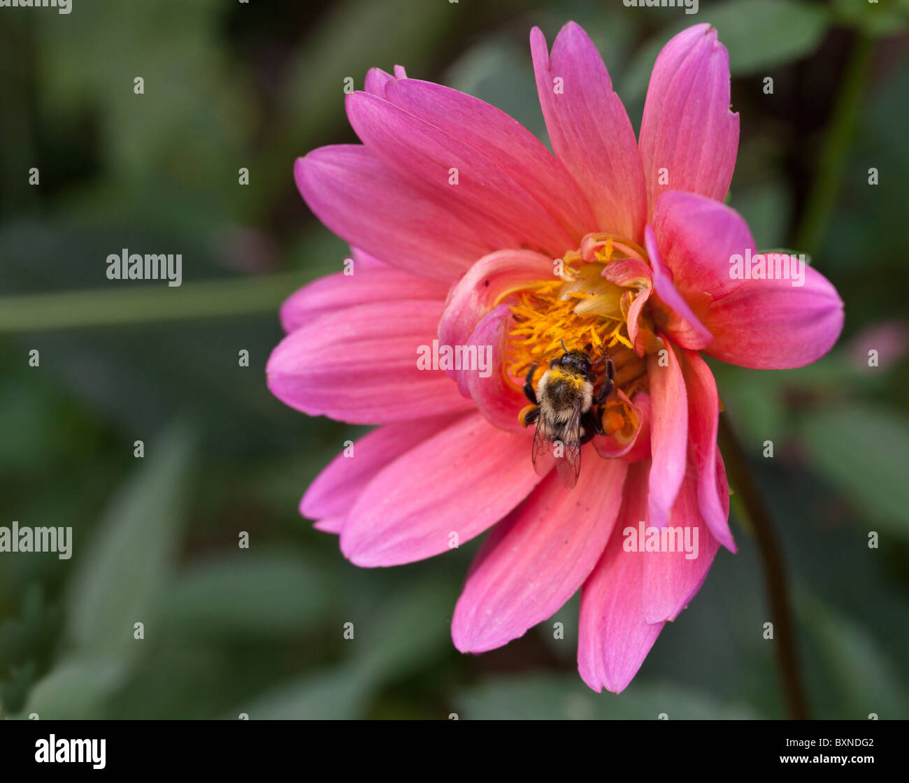 Cosmos flower with bee in flower garden Stock Photo
