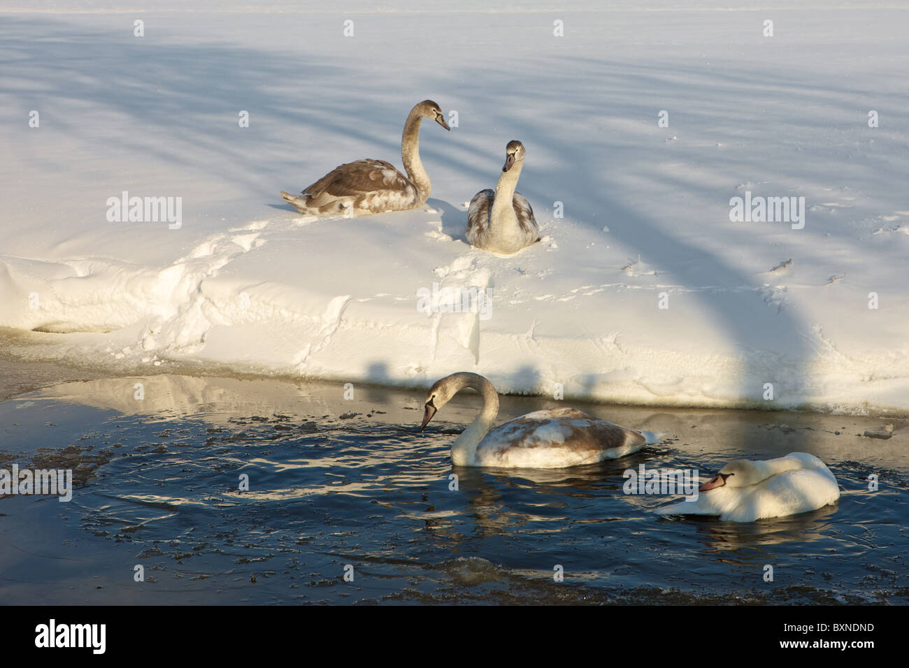 Whooper swan family hi-res stock photography and images - Alamy
