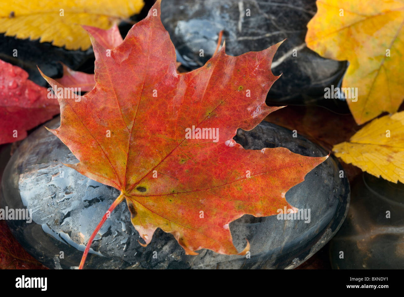 Autumn in New York City with Maple leaf on rock Stock Photo - Alamy