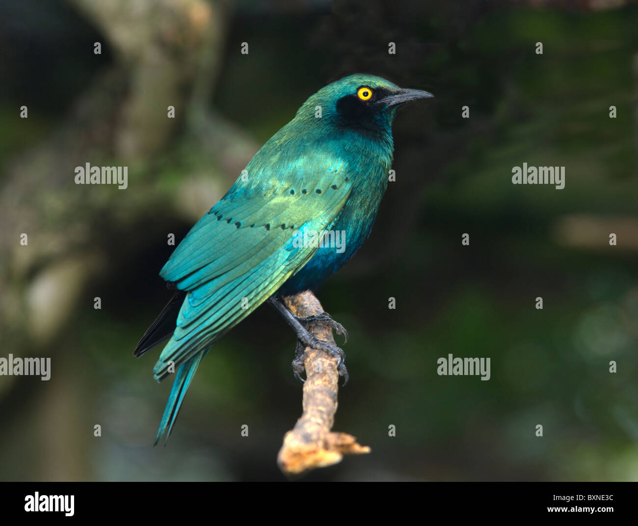 Greater Blue-eared Starling Lamprotornis chalybaeus World of Birds Cape Town South Africa Captive Stock Photo