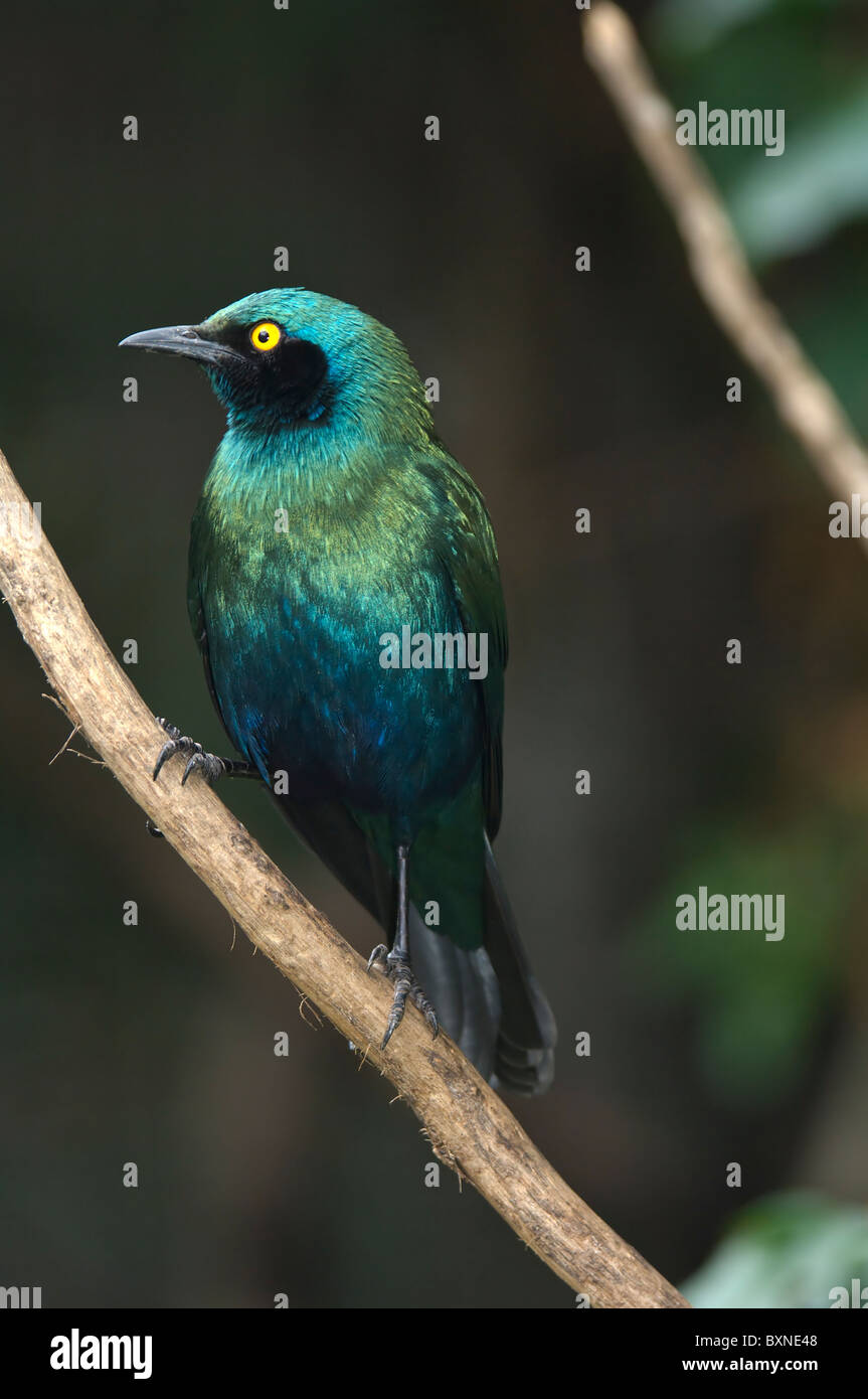 Greater Blue-eared Starling Lamprotornis chalybaeus World of Birds Cape Town South Africa Captive Stock Photo