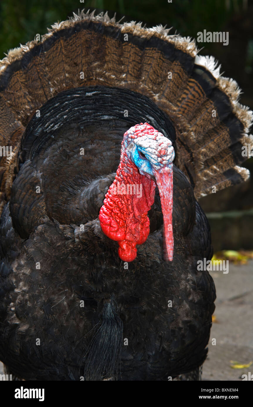 BroadBreasted Bronze Turkey Meleagris gallopavo World of Birds Cape