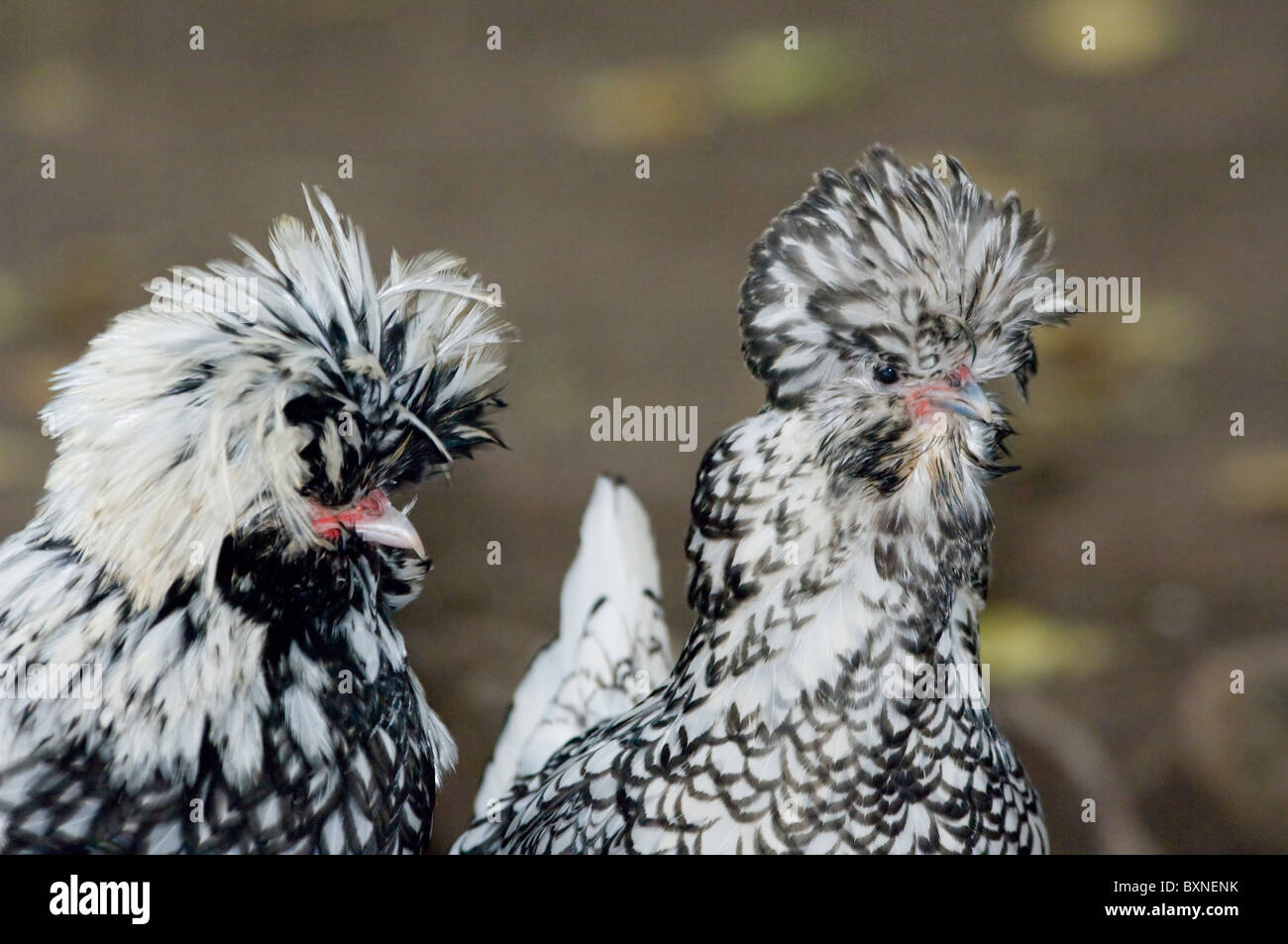 Polish chicken hi-res stock photography and images - Alamy