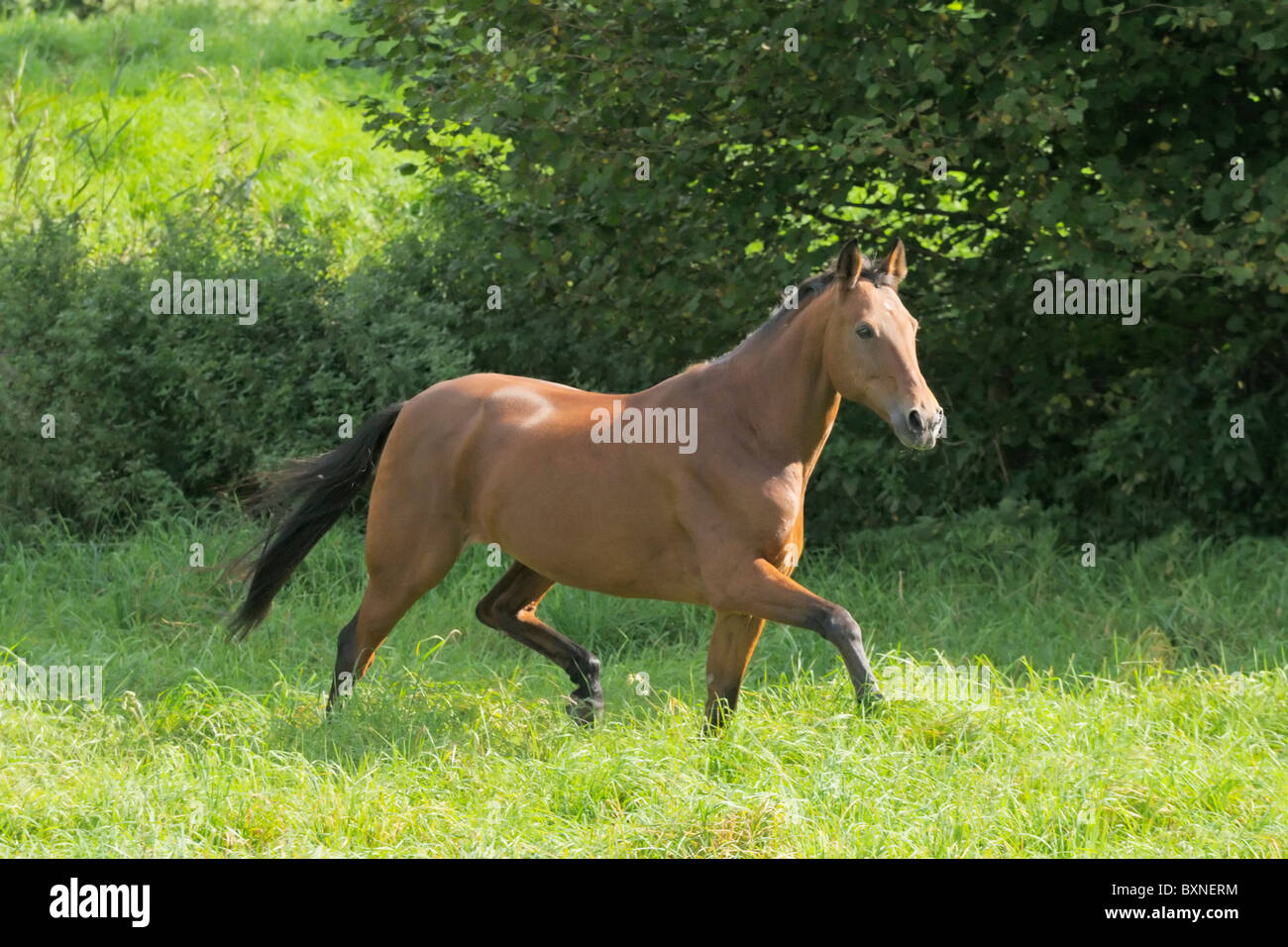 American Standardbred horse trotting in the field Stock Photo