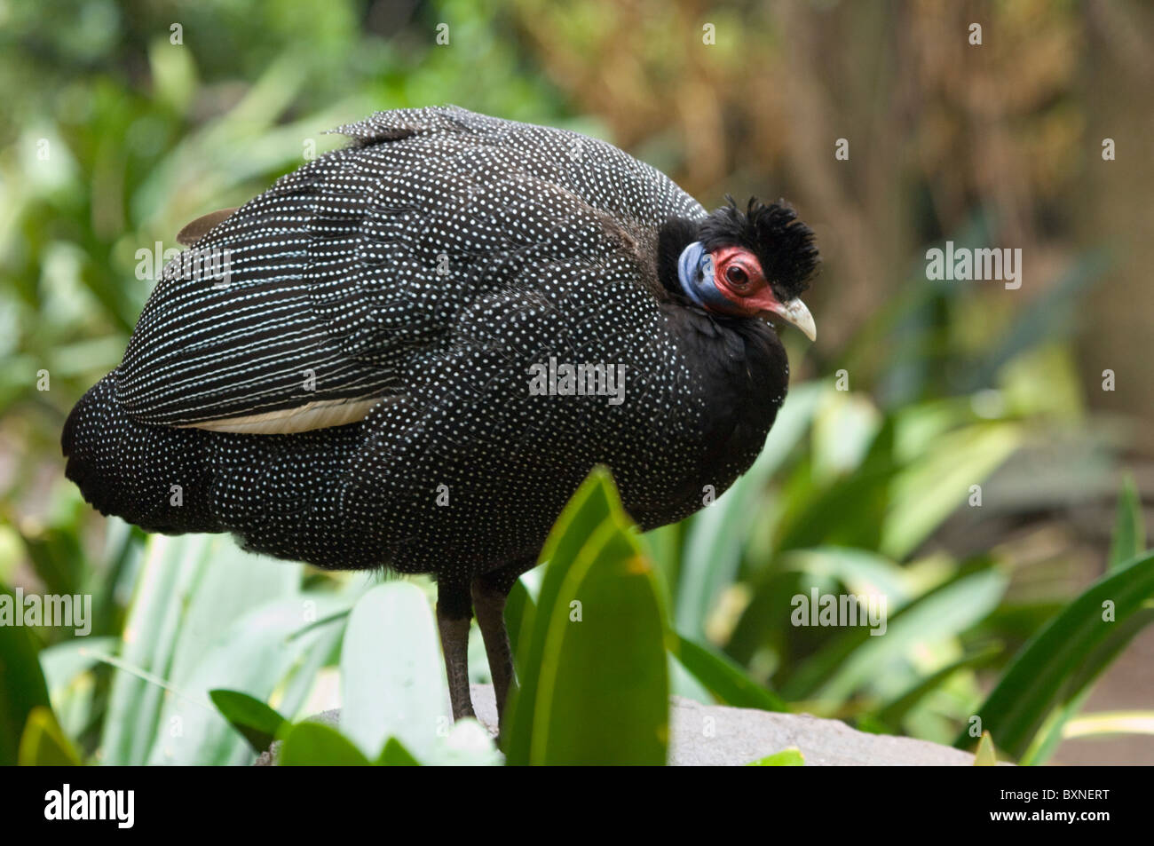 Crested Guineafowl Guttera pucherani World of Birds Cape Town South Africa Captive Stock Photo