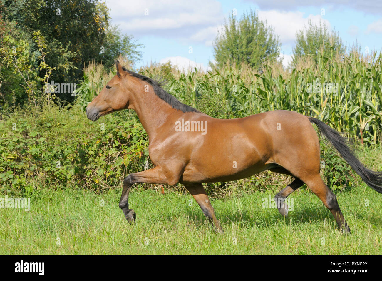 American Standardbred horse trotting in the field Stock Photo