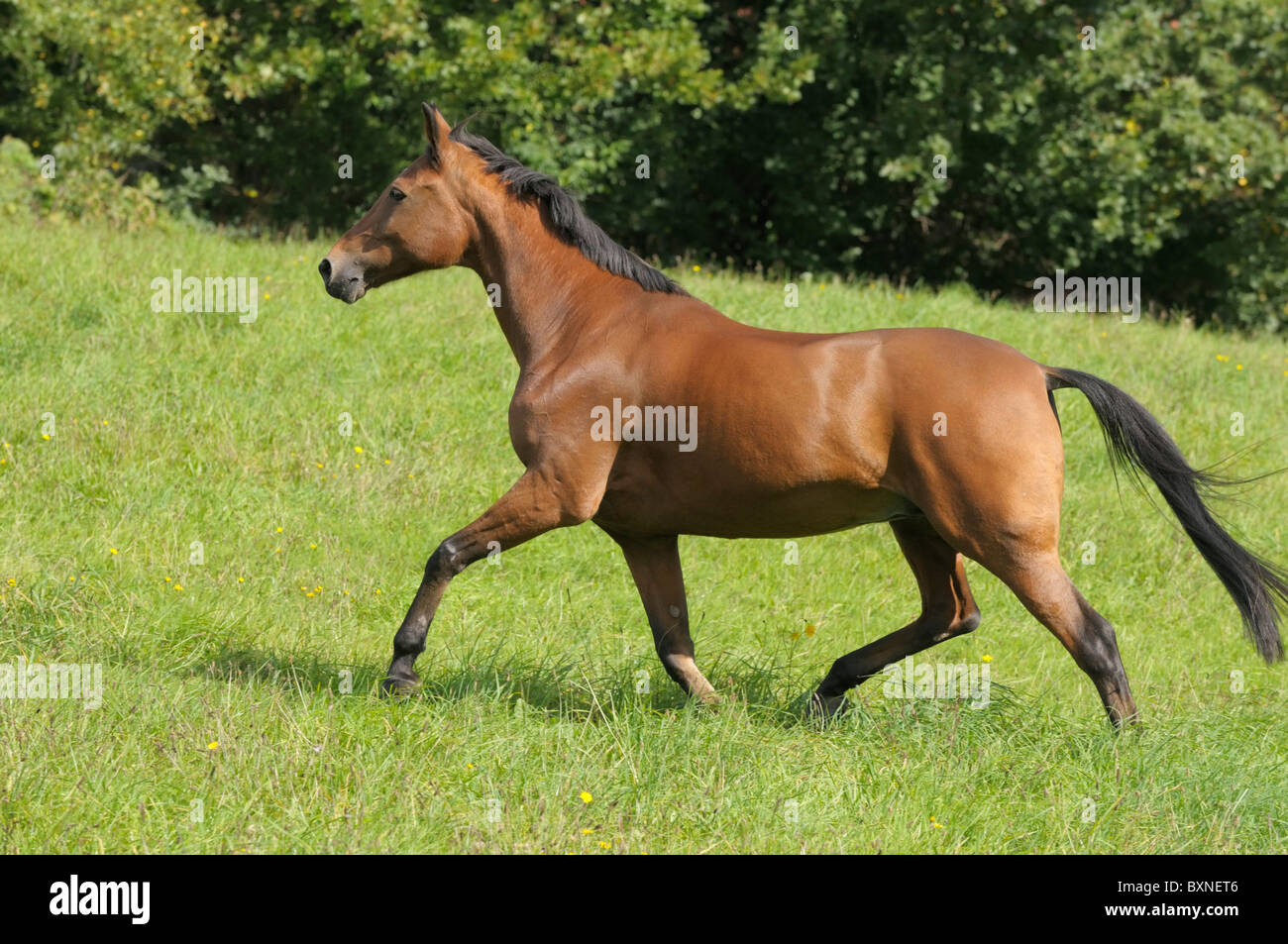 American Standardbred horse trotting in the field Stock Photo